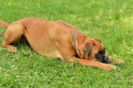 Fotoroleta boxer na trawie