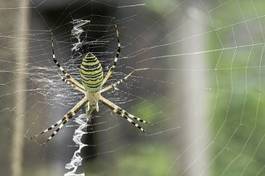 Naklejka ogród pająk wzór natura noga