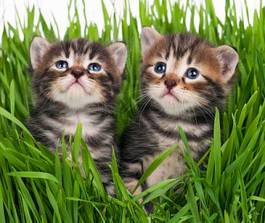 Fototapeta urocze dwa kociaki w trawie