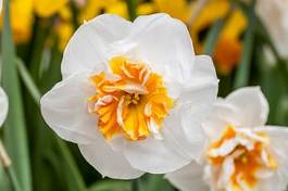 Naklejka narcissus flower