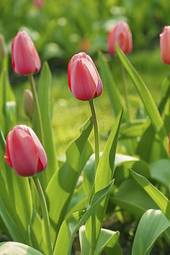 Obraz na płótnie natura ogród kwitnący tulipan