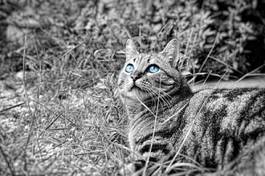 Fotoroleta kot o niebieskich oczach
