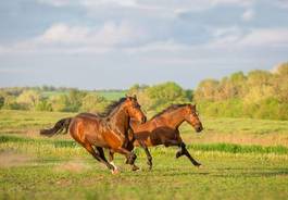 Naklejka klacz ruch para natura koń