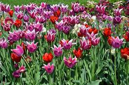 Naklejka narcyz park kwiat tulipan