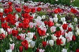 Plakat tulipan krzew kwiat park