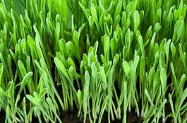 Naklejka natura trawa rolnictwo roślina