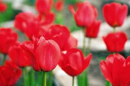 Naklejka red tulips