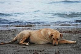 Naklejka ssak szczenię pies morze
