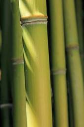 Naklejka azjatycki park bambus roślina tropikalny