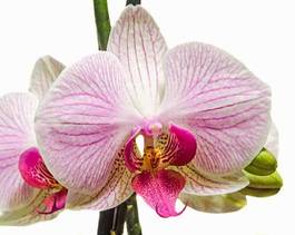 Naklejka tropikalny egzotyczny fiołek orhidea