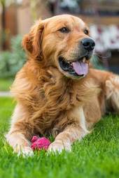 Naklejka szczęśliwy pies na trawie