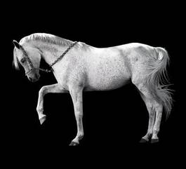 Plakat koń zwierzę jeździectwo źrebak wyścig