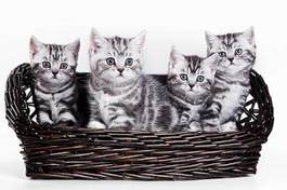 Fototapeta cztery pręgowane srebrne kociaki w koszyku