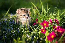 Naklejka kociak w trawie i kwiatach