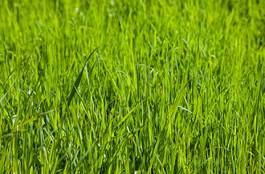 Fotoroleta green grass as background