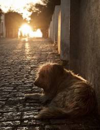 Plakat południe pies ameryka sundown bezdomny