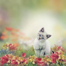 Plakat biały kociak w kwiatach
