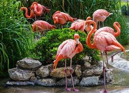 Plakat park egzotyczny ptak natura fauna