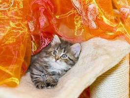 Obraz na płótnie syberyjski kociak