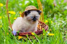 Plakat kociak w słomkowym kapeluszu siedzi w koszyku