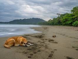 Obraz na płótnie morze plaża pies sen