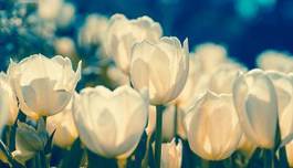 Naklejka natura kwiat tulipan roślina