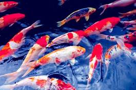 Fotoroleta zwierzę natura ryba azjatycki
