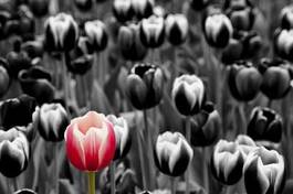 Plakat kwiat tulipan allein