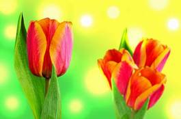 Fotoroleta roślina kwiat świeży tulipan