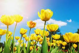 Fototapeta fresh yellow tulips in warm sunlight
