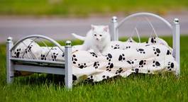 Fototapeta uroczy biały kot na łóżku w trawie