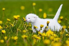 Obraz na płótnie uroczy biały kot na łące