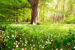 Obraz na płótnie kwiat krajobraz drzewa buk lato