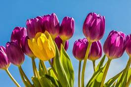 Naklejka tulipan bukiet świeży kwiat