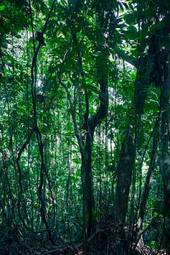 Plakat natura dżungla karaiby tropikalny