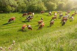 Obraz na płótnie zdrowy łąka rolnictwo stado