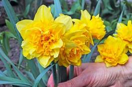 Fototapeta daffodils on the flowerbed
