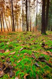 Naklejka trawa widok dziki las bezdroża