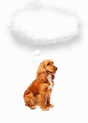 Plakat zwierzę pies ładny balon marzenie