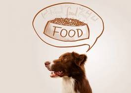 Plakat pies myśli o jedzeniu