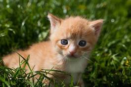 Fototapeta Śliczny biało rudy kociak w trawie