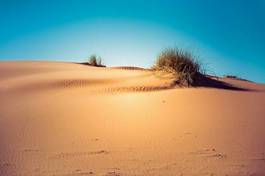 Plakat trawa pustynia natura wydma