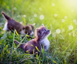 Fotoroleta kociaki bawią się w trawie