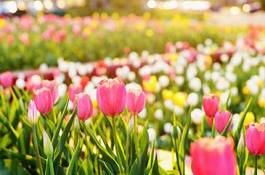 Plakat park tulipan świt pejzaż drzewa