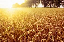 Obraz na płótnie pole rolnictwo słońce