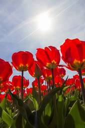 Fototapeta holandia tulipan świeży lato widok