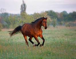 Plakat jeździectwo ogier koń klacz zwierzę