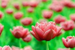 Fototapeta roślina świeży ogród tulipan