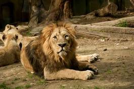 Obraz na płótnie zwierzę lew natura