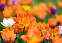 Naklejka ogród tulipan natura